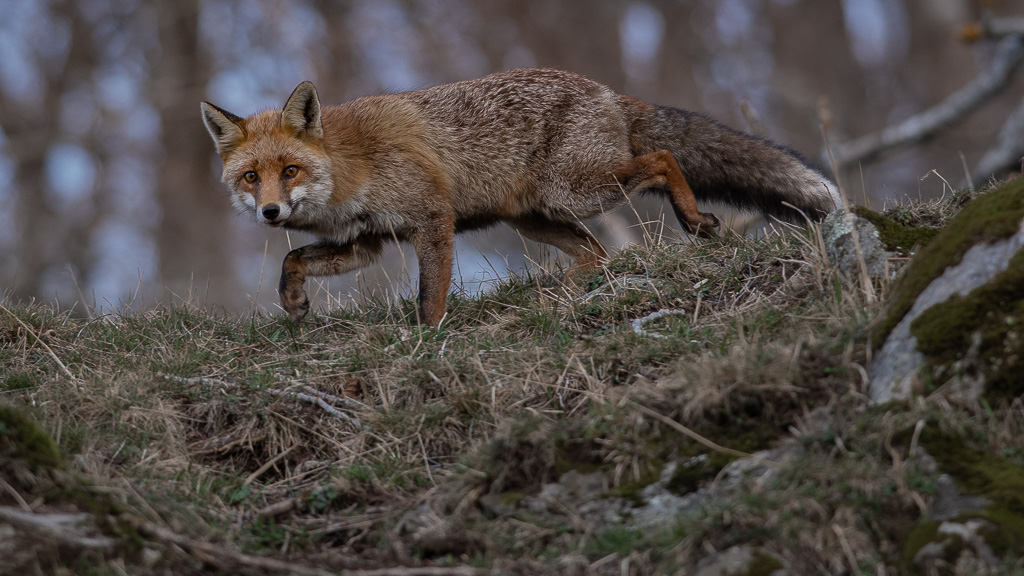 Renard de février1.jpg