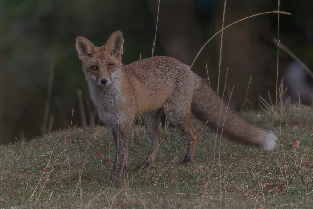 Renard d'octobre.jpg