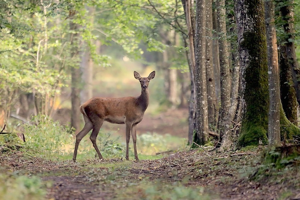 biche 1000.jpg