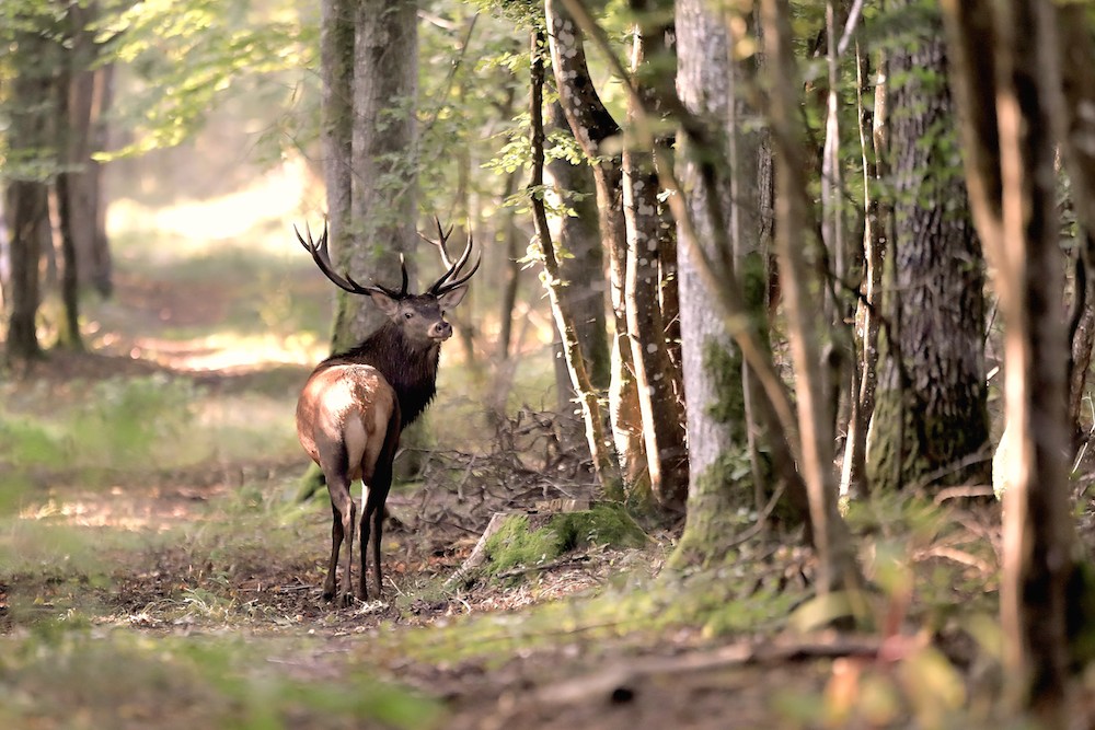 cerf ligth im nat - 1000.jpg