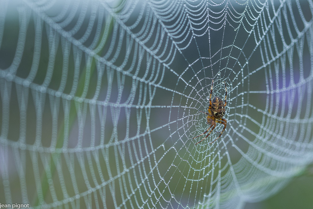 epeire dans la rosée.JPG