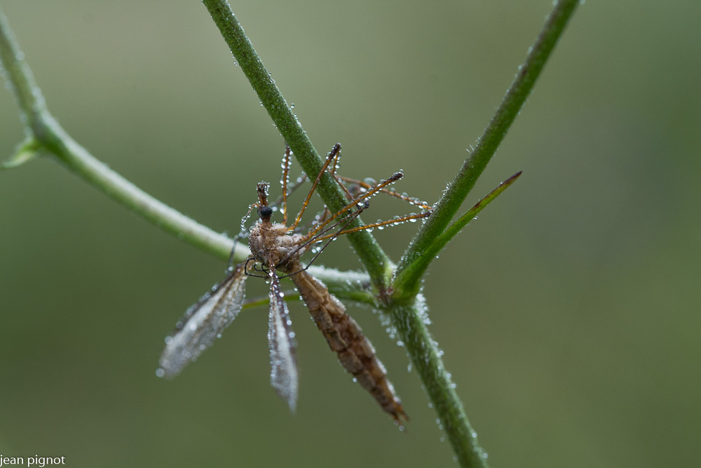 tipule dans la rosée.JPG