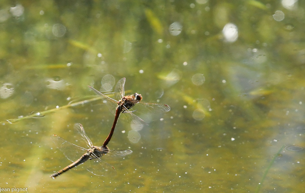 sympetrum en vol.JPG