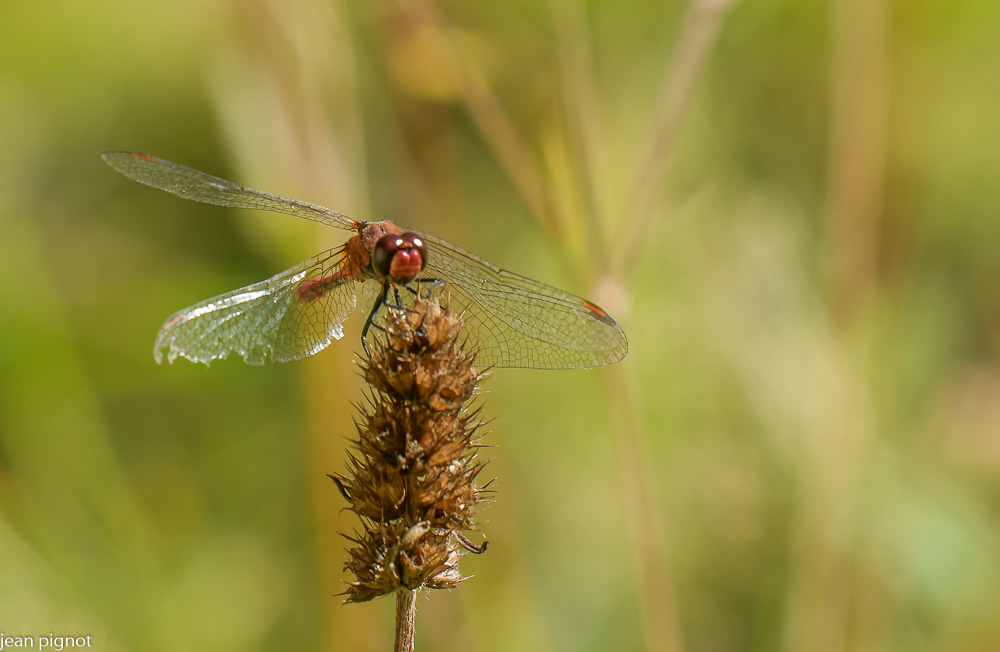 sympetrum.JPG