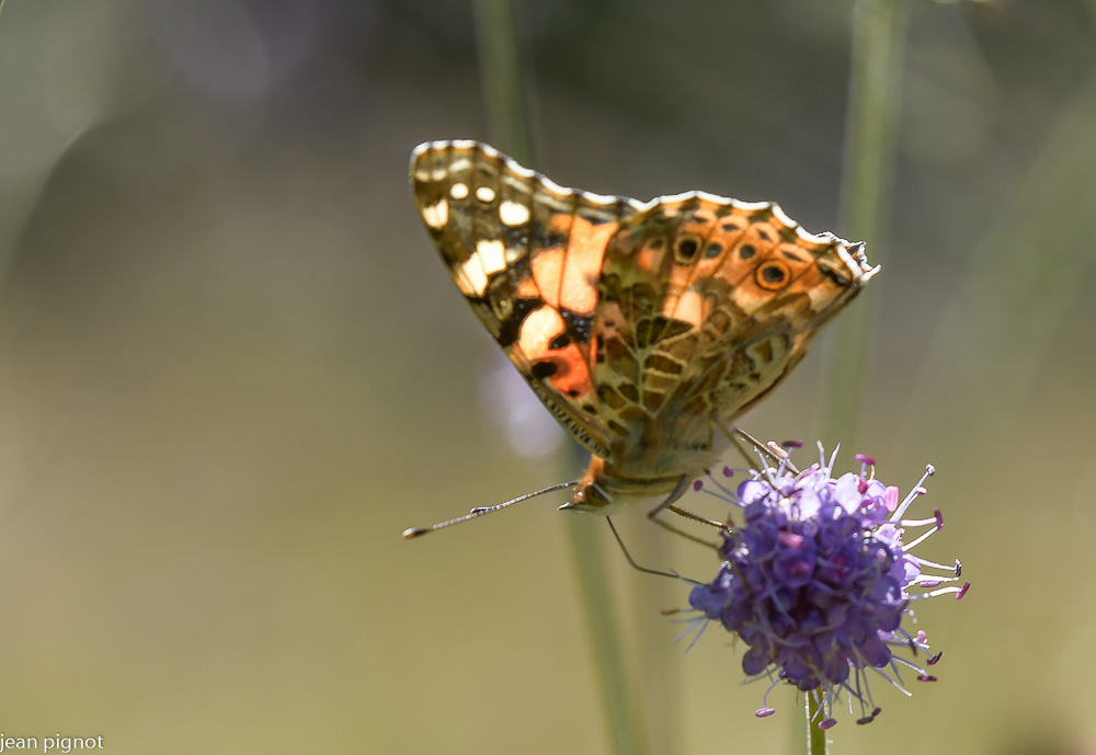 papillon belle dame (2).JPG