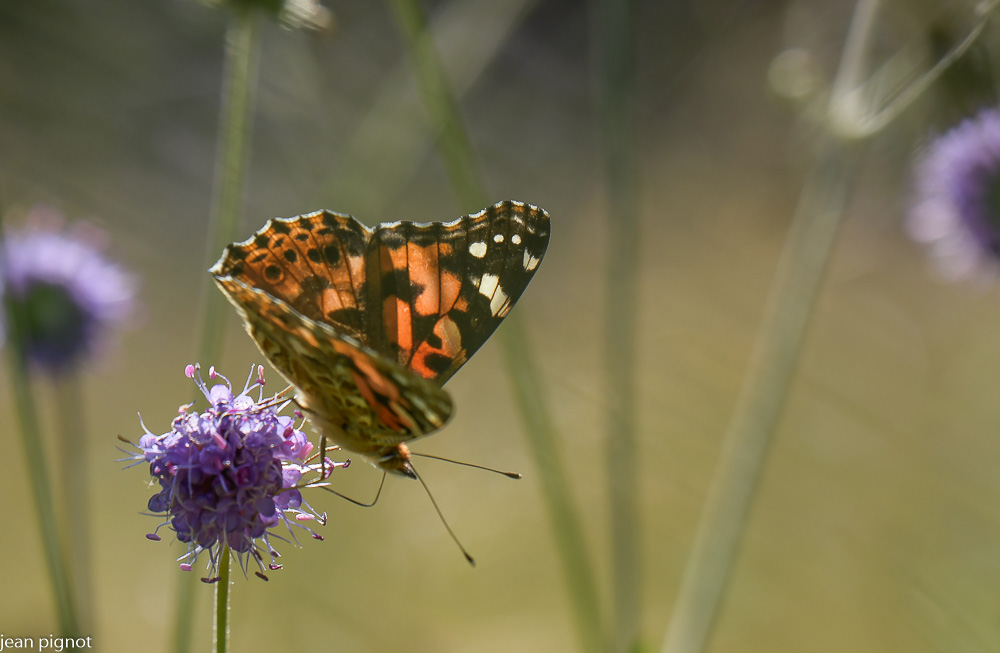 papillon belle dame.JPG