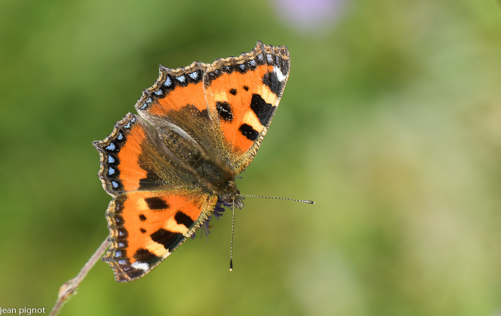 papillon petite tortue.JPG