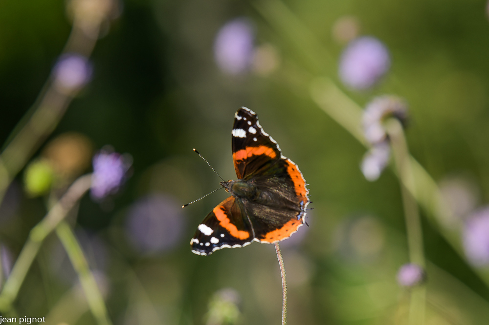 papillon vulcain.JPG