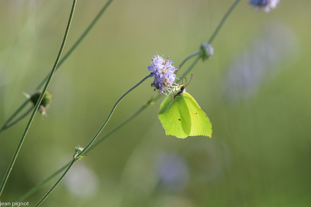 papillon citron (2).JPG