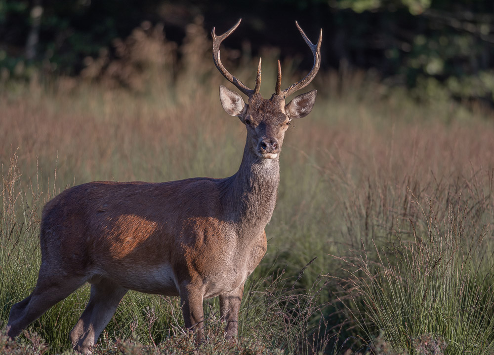 cerf en arrivant sur l'affut.jpg