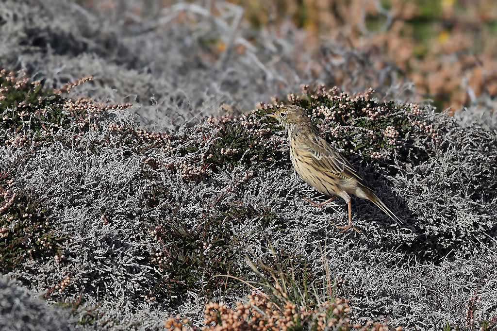 pipit farlouse 4.jpg