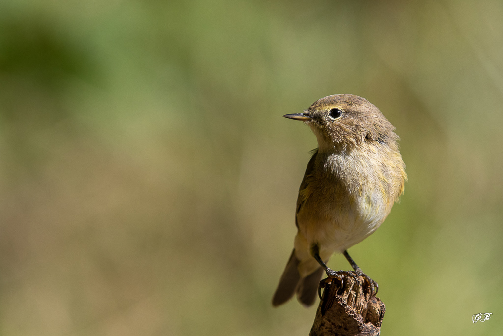 Pouillot Véloce (Phylloscopus collybita) Eurasian or Common chiffchaff-299.jpg