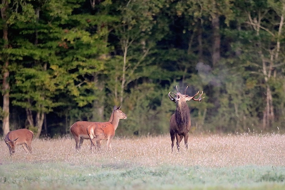 cerf boigny2021 - 1000.jpg