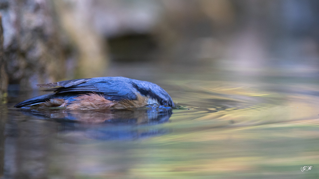 Sitelle Torchepot (Sitta europaea) Wood Nuthatch or Eurasian Nuthatch-210.jpg