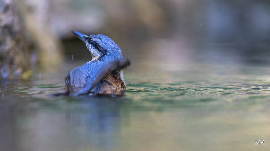 Sitelle Torchepot (Sitta europaea) Wood Nuthatch or Eurasian Nuthatch-209.jpg