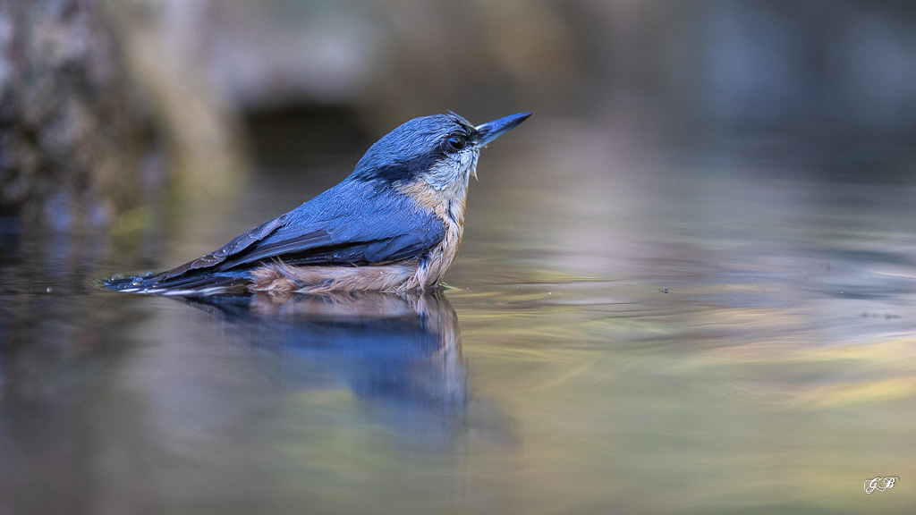 Sitelle Torchepot (Sitta europaea) Wood Nuthatch or Eurasian Nuthatch-207.jpg