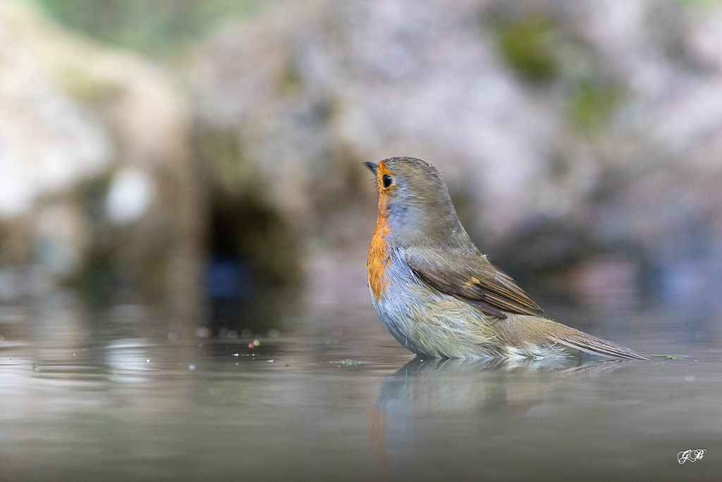 Rougegorge familier (Erithacus rubecula) European robin-627.jpg