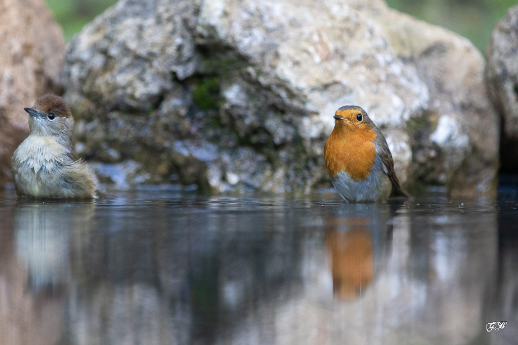 Rougegorge familier (Erithacus rubecula) European robin-626.jpg