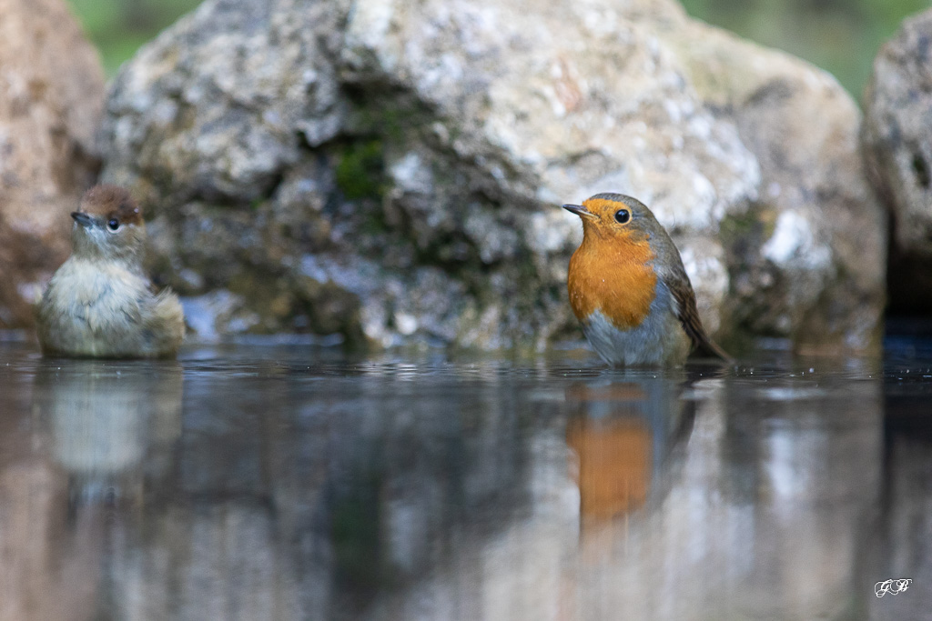 Rougegorge familier (Erithacus rubecula) European robin-625.jpg