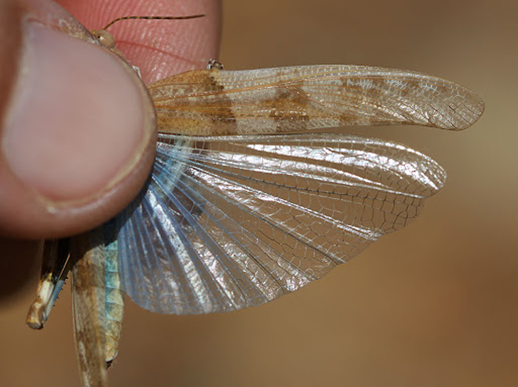 oedipode aigue-marine  photo internet.jpg