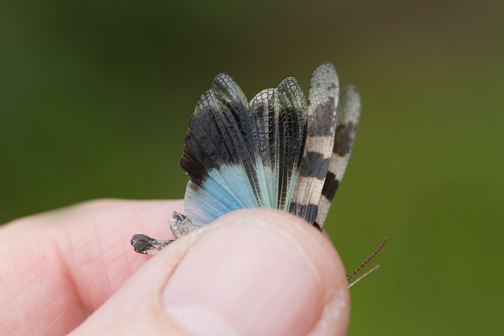 Oedipode turquoise - Oedipoda caerulescens  Jacques Rivière.jpg