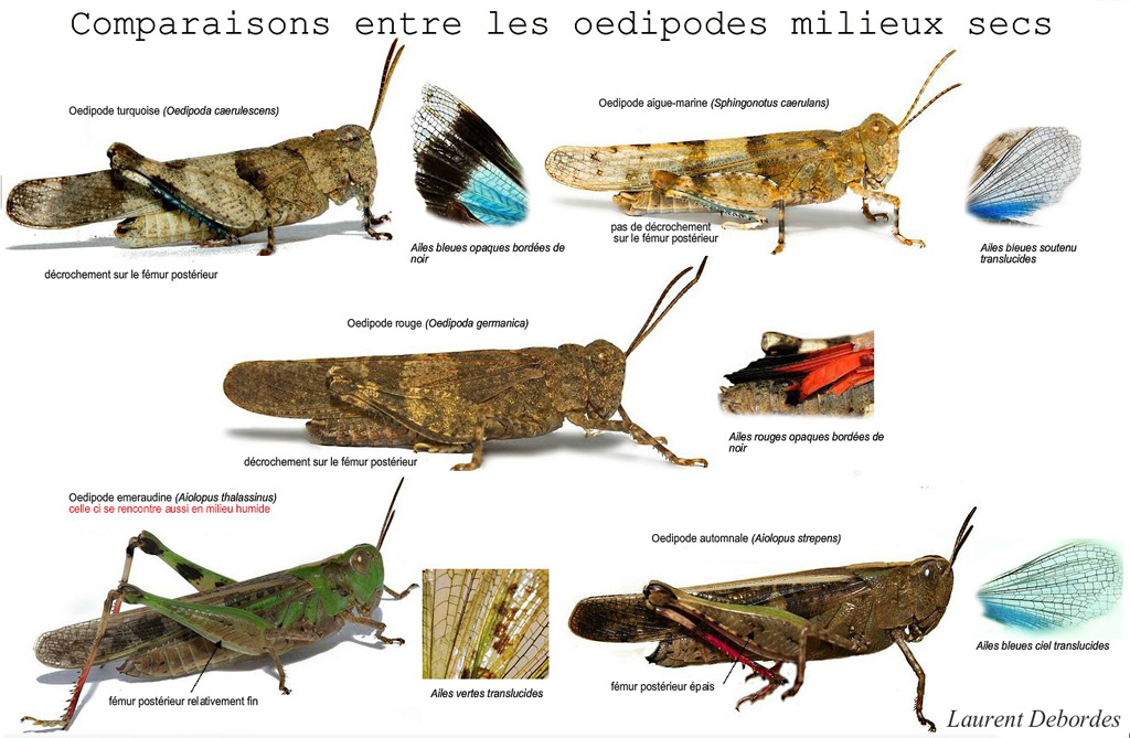 oedipodesdesmilieuxsecsdu79.jpg