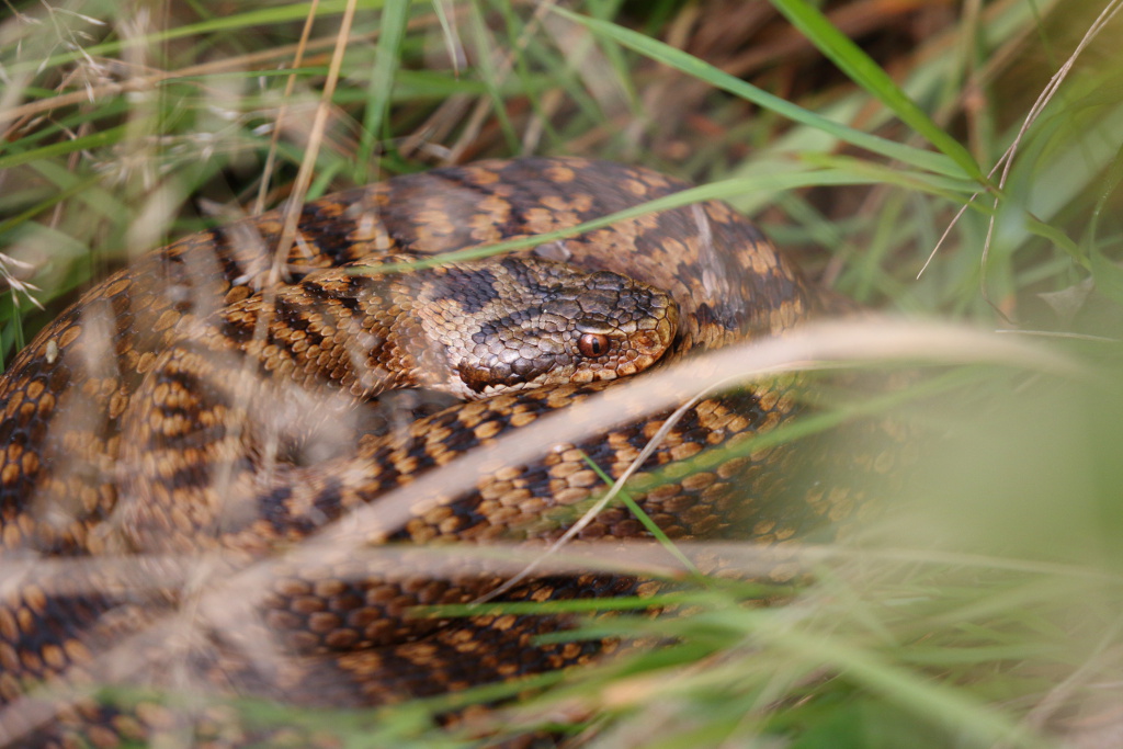 Vipère péliade - Vipera berus  V51 #1 021021 I&N.JPG