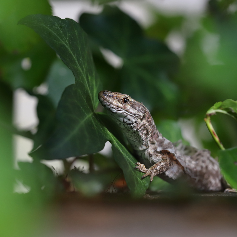 Lézard des murailles - Podarcis muralis 36 I&N.JPG