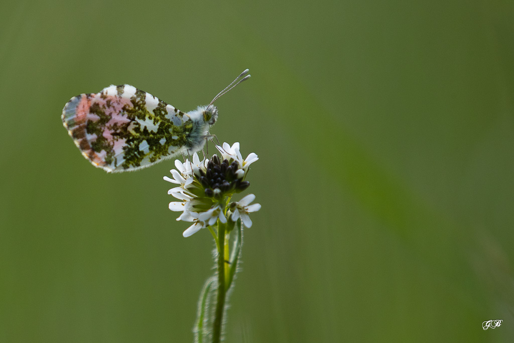 Aurore (Anthocharis cardamines)-16.jpg