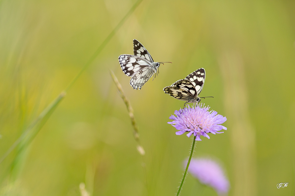 Demi-deuil (Melanargia galathea)-5.jpg