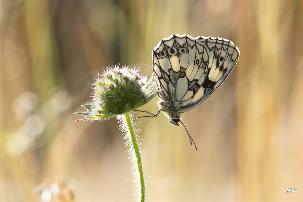 Demi-deuil (Melanargia galathea)-57.jpg