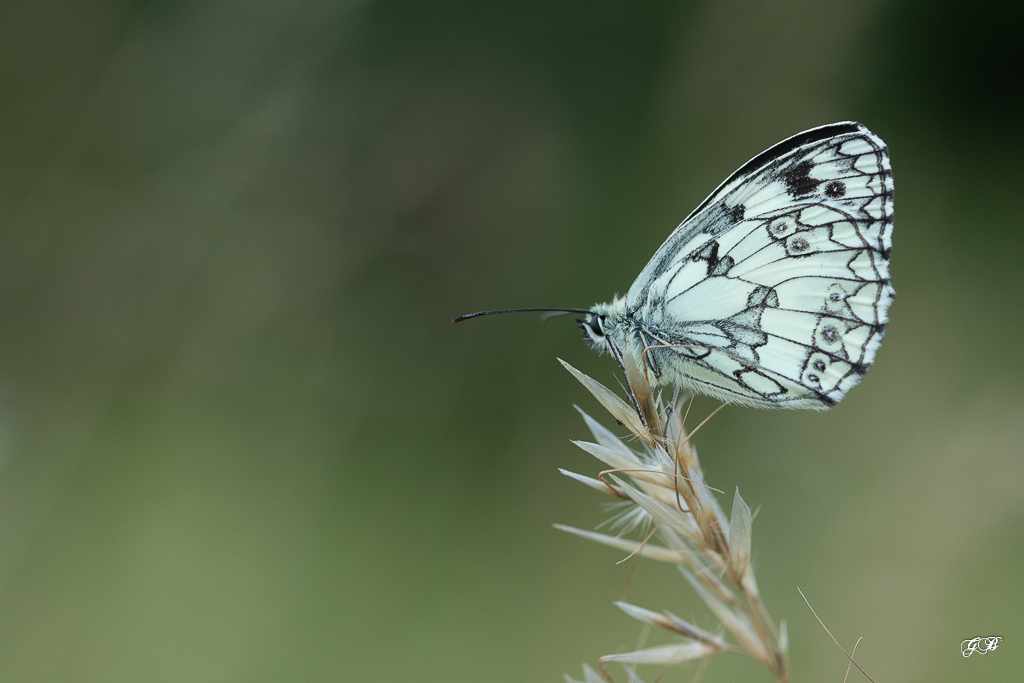 Demi-deuil (Melanargia galathea)-69.jpg