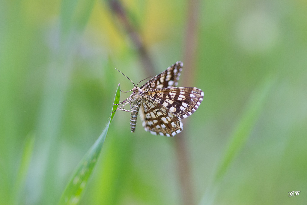 Géomètre à barreaux (Chiasmia clathrata )-1.jpg