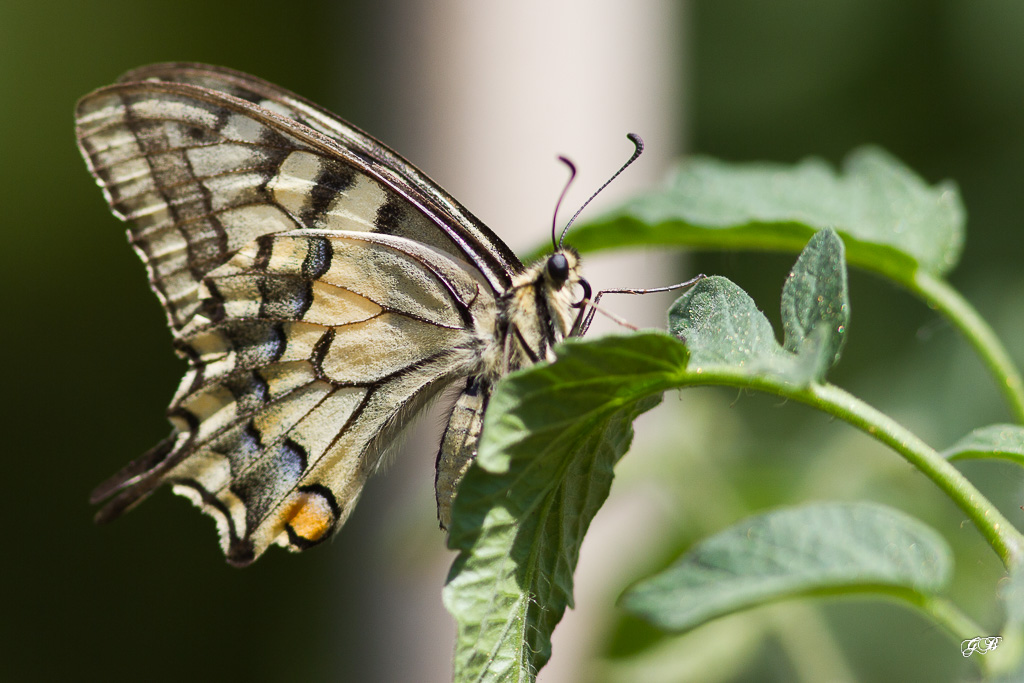 Machaon ou Grand porte-queue (Papilio machaon)-1.jpg
