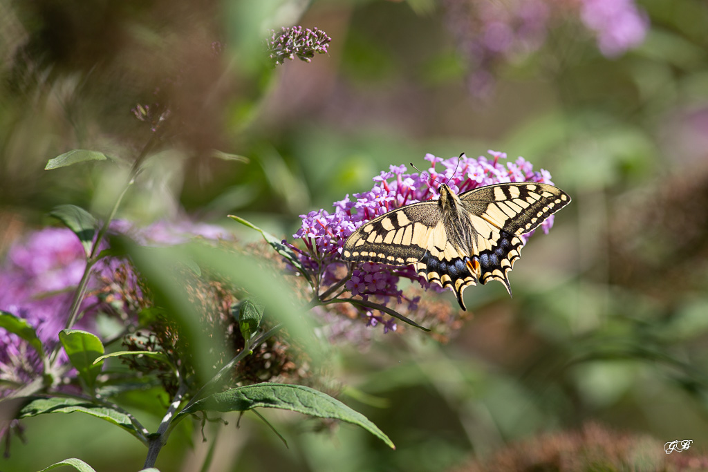 Machaon ou Grand porte-queue (Papilio machaon)-2.jpg