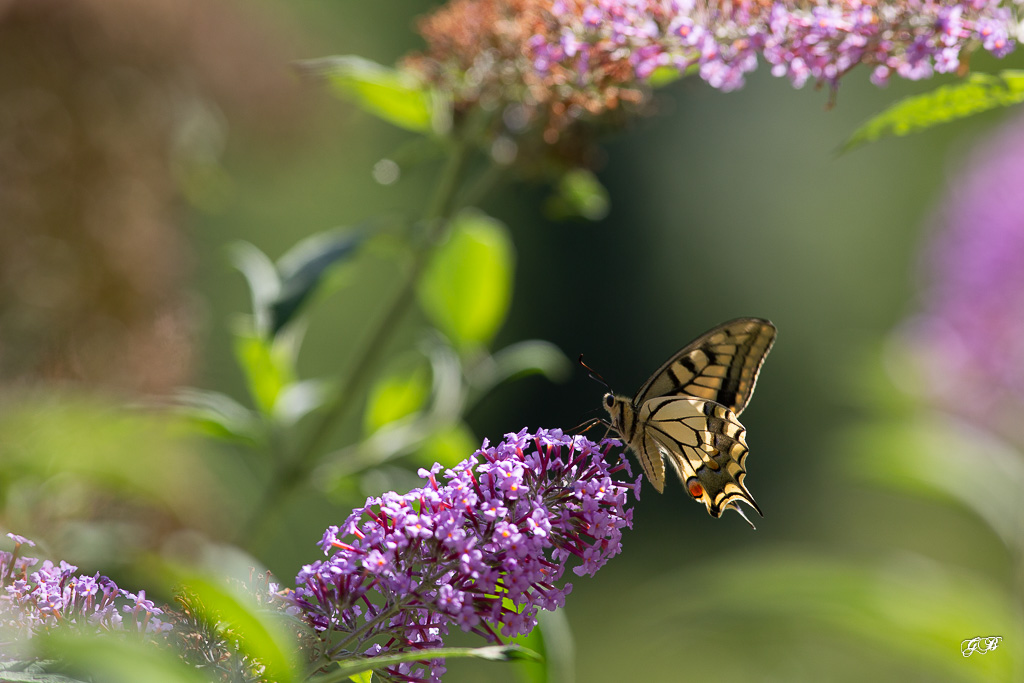 Machaon ou Grand porte-queue (Papilio machaon)-23.jpg