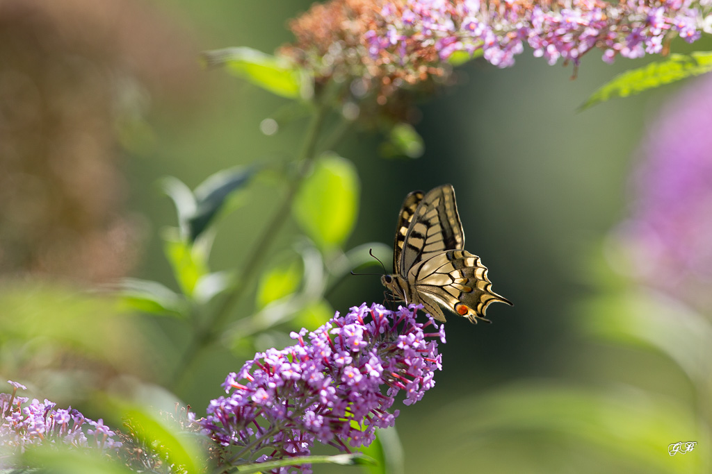 Machaon ou Grand porte-queue (Papilio machaon)-26.jpg