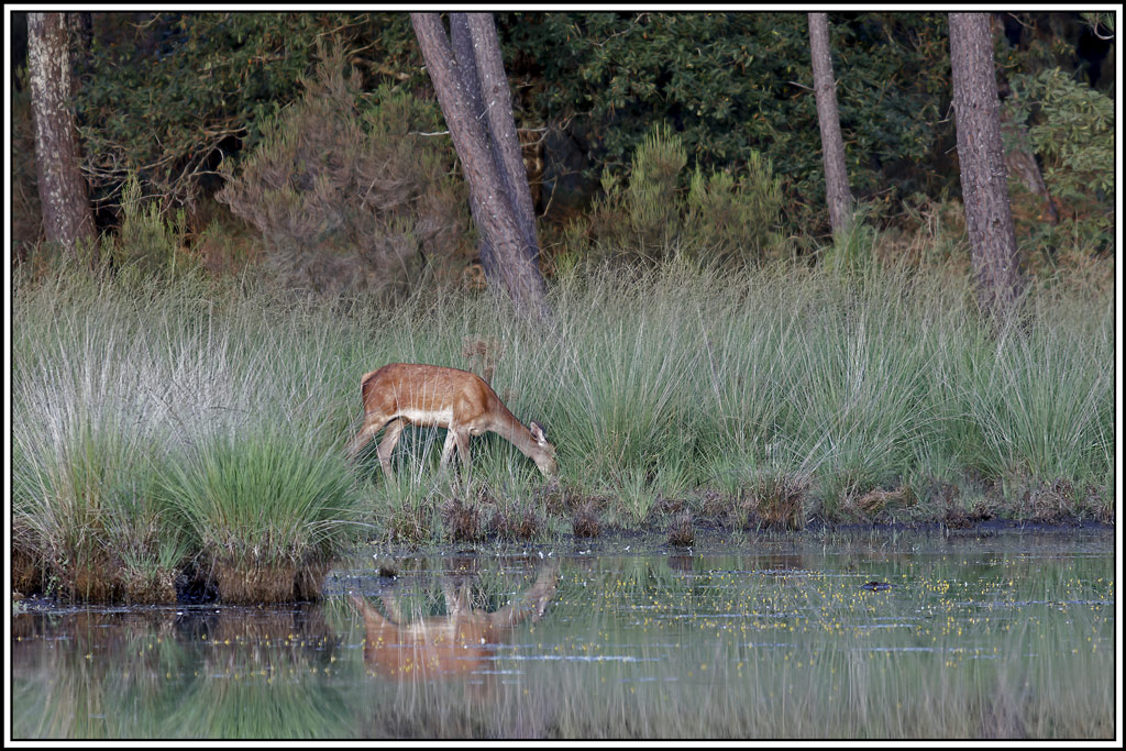 cerf(3610).jpg