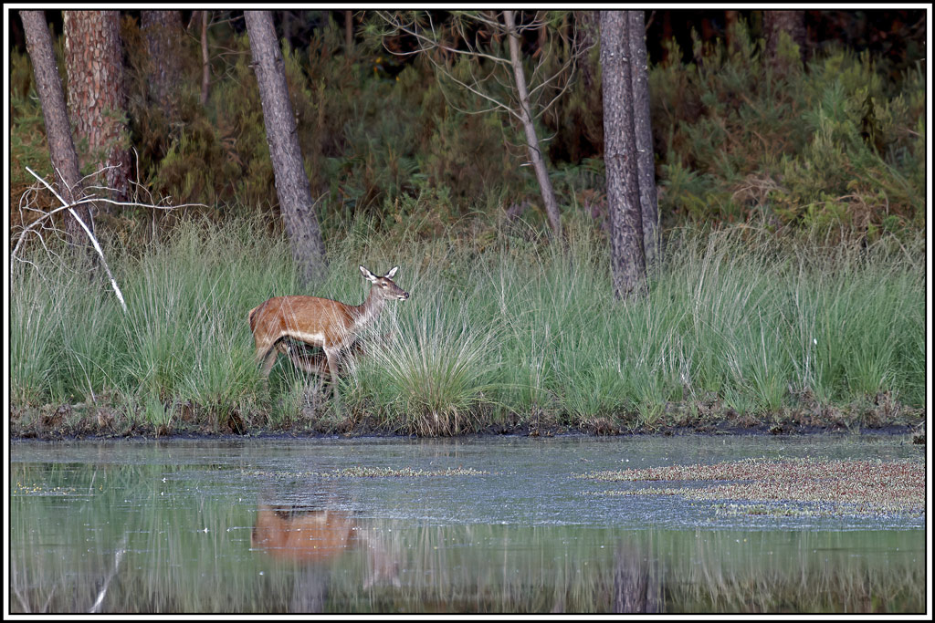 cerf(3617).jpg