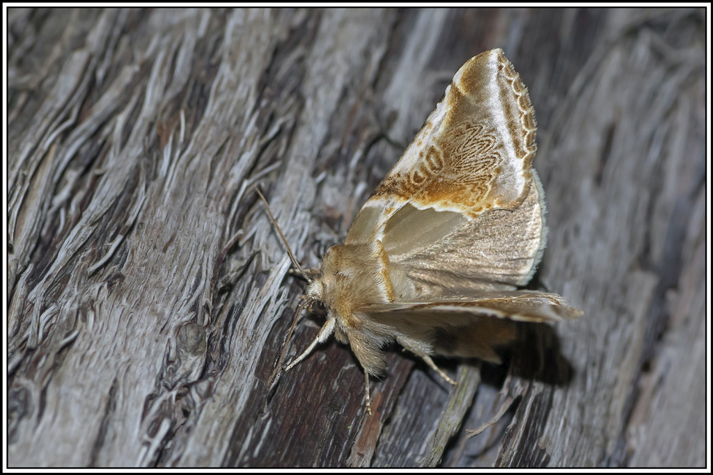 noctuelle-ratissee(habrosyne-pyritoides)(3).jpg