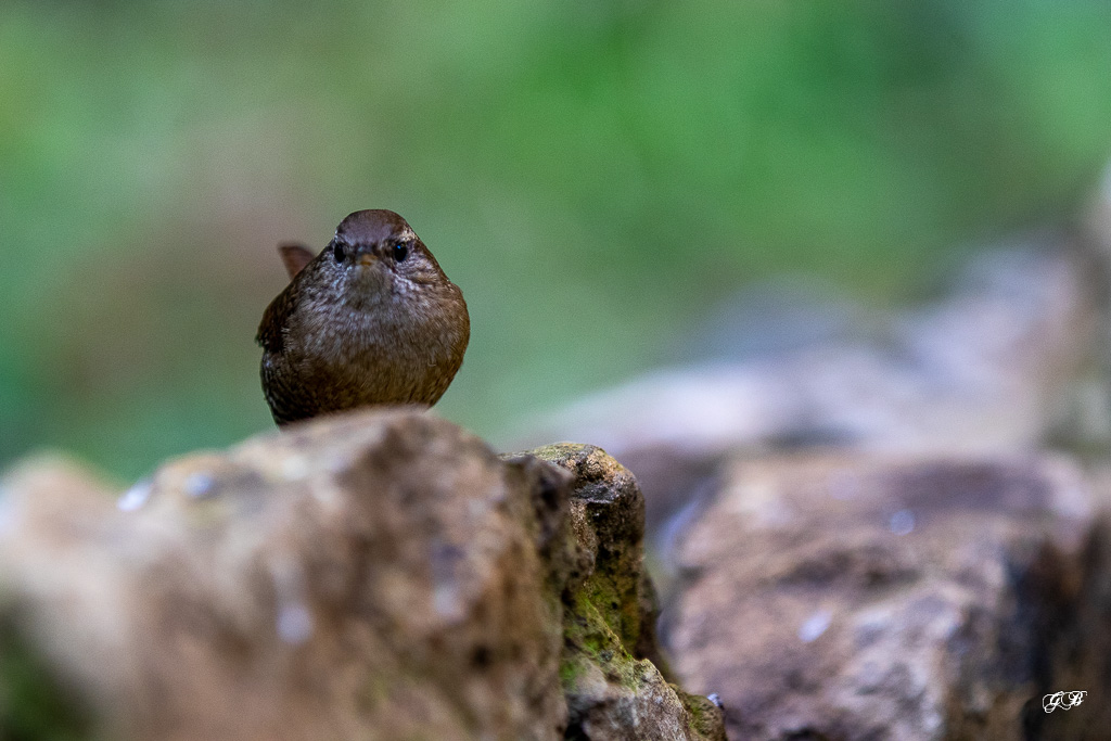 Troglodyte mignon (Troglodytes troglodytes) Winter wren-278.jpg