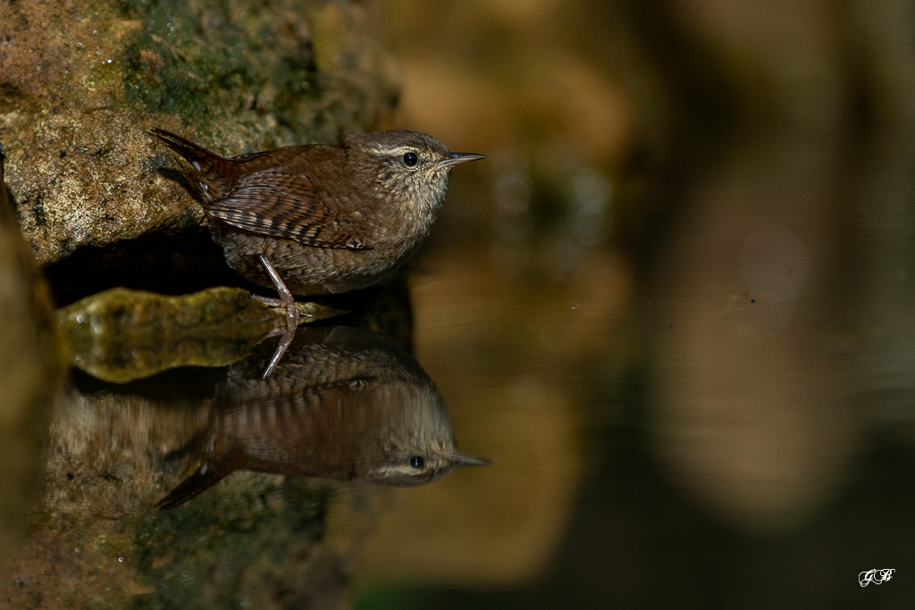 Troglodyte mignon (Troglodytes troglodytes) Winter wren-267.jpg