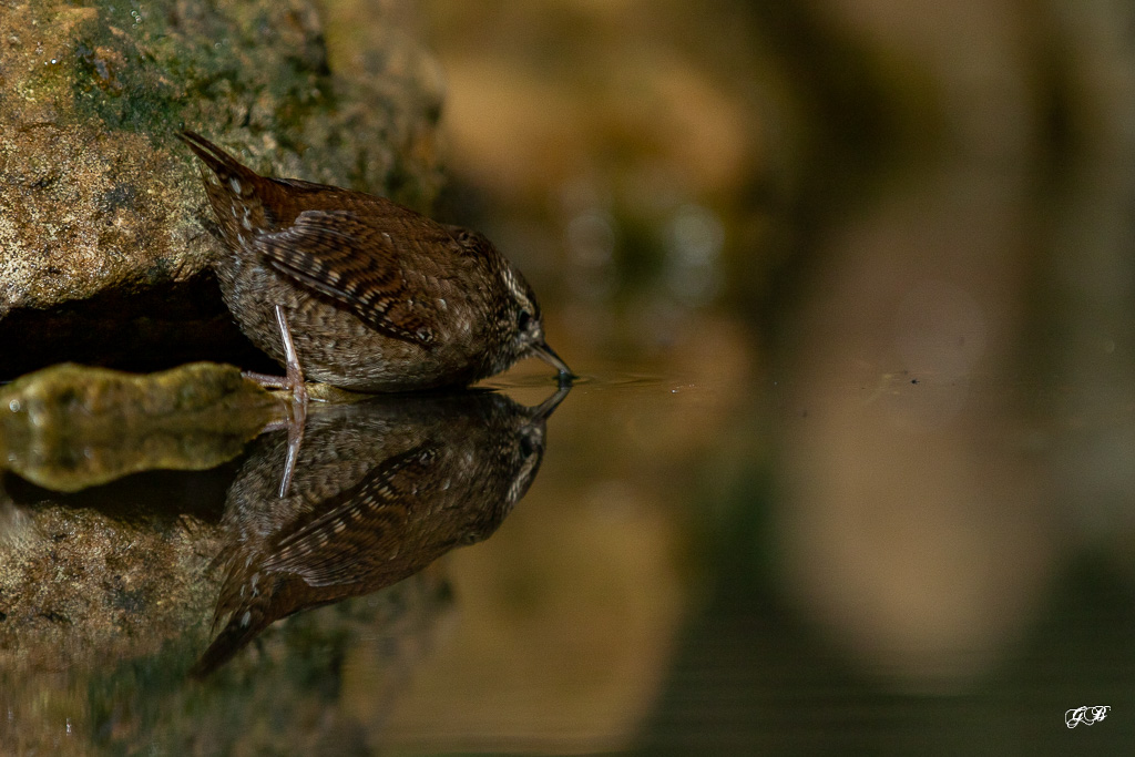 Troglodyte mignon (Troglodytes troglodytes) Winter wren-268.jpg