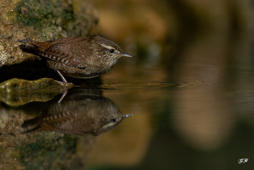 Troglodyte mignon (Troglodytes troglodytes) Winter wren-269.jpg