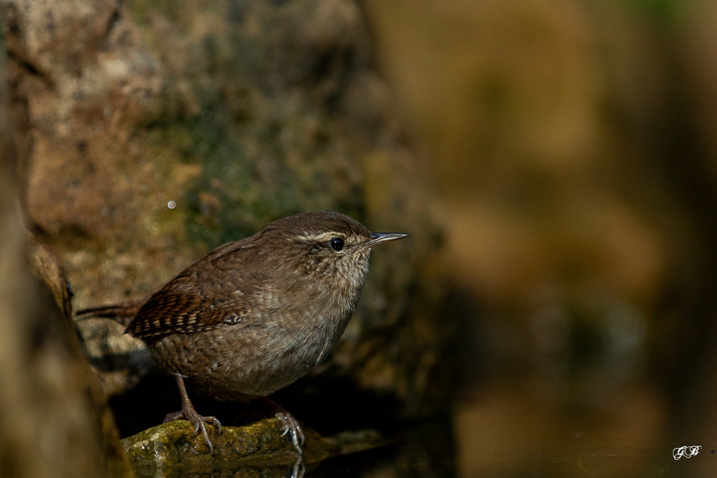 Troglodyte mignon (Troglodytes troglodytes) Winter wren-270.jpg