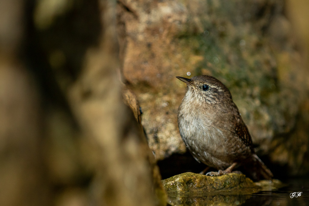 Troglodyte mignon (Troglodytes troglodytes) Winter wren-271.jpg