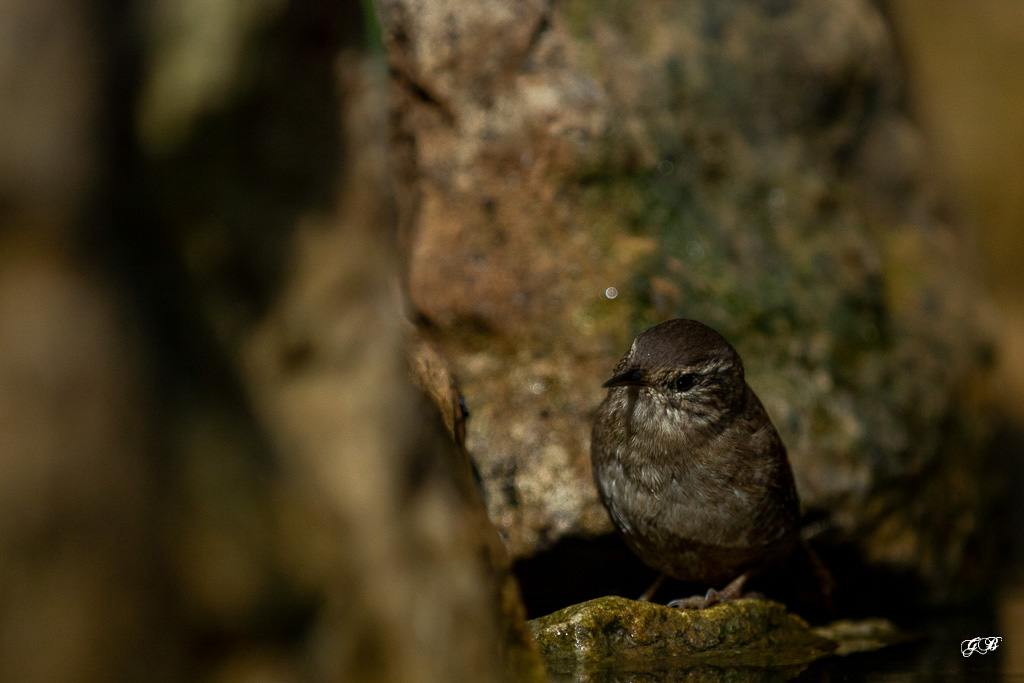 Troglodyte mignon (Troglodytes troglodytes) Winter wren-272.jpg