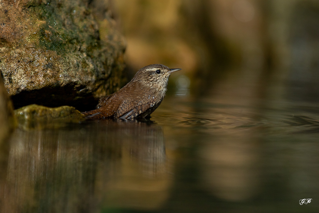 Troglodyte mignon (Troglodytes troglodytes) Winter wren-273.jpg