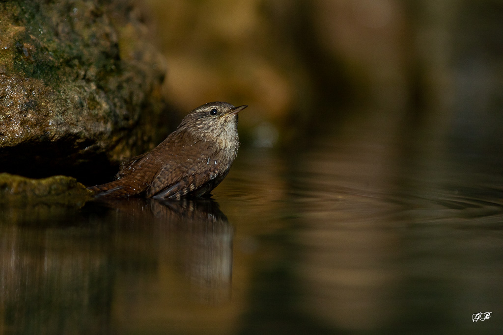 Troglodyte mignon (Troglodytes troglodytes) Winter wren-274.jpg