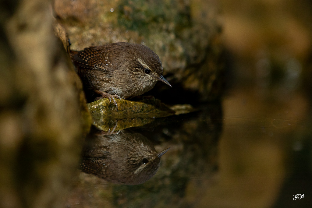 Troglodyte mignon (Troglodytes troglodytes) Winter wren-275.jpg
